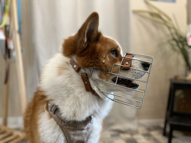 Akita Mix mit Drahtmaulkorb