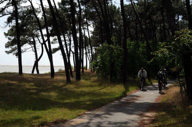 piste cyclable forêt de la Coubre