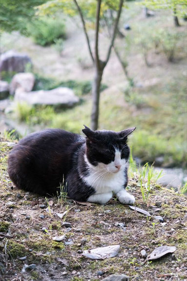 伏見稲荷にいた猫さん