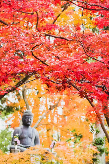 京都栄摂院の釈迦座像と紅葉