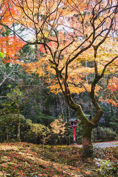 京都常照寺の紅葉