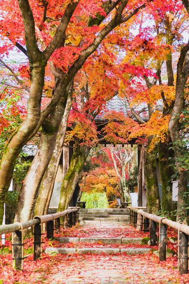 光悦寺 参道の紅葉