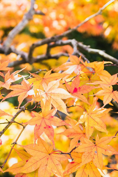 嵐山大河内山荘の紅葉