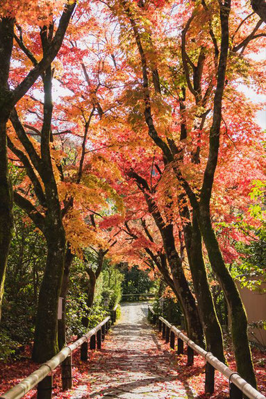 光悦寺 参道の紅葉