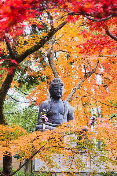 京都栄摂院の釈迦座像と紅葉