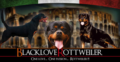 Blacklove Rottweiler Kennel