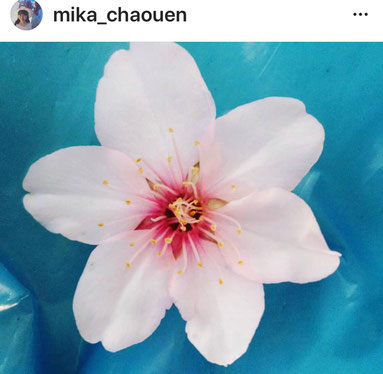 桜の花に似た「アーモンド」の花