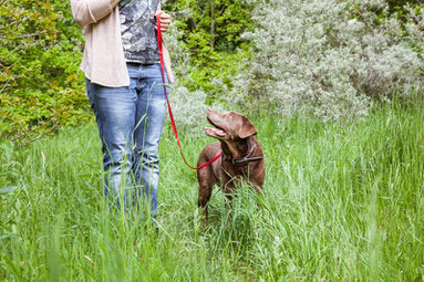 Hund an der Leine mit Besitzer beim Aufmerksamkeit-Training