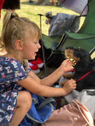 Lotti mit Dackel, Freunde; Corgi; Dackel; Welsh Corgi Pembroke; Hundeausstellung Hallbergmoos; Corgi Deutschland