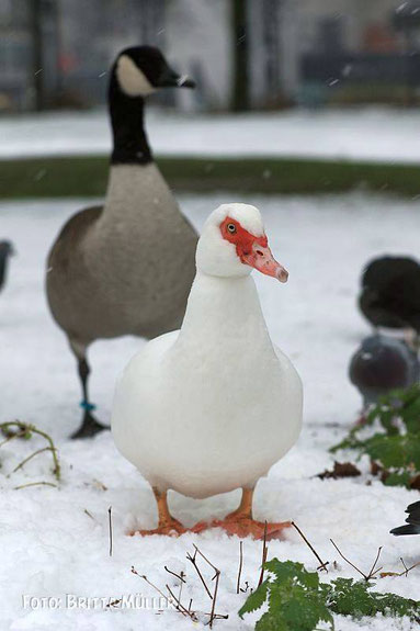 weiße Warzenente im weißen Schnee