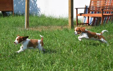 Welpentraining, Welpenschule, alle Rassen, Spaniel, Neuhofen an der Krems, Linz Land