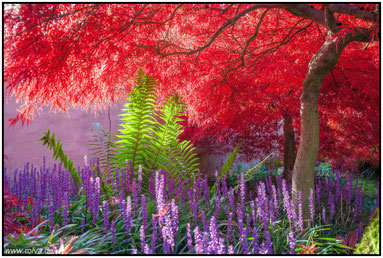 Roland Valter#rolva#Natur-Fotografie#Aachen # Farbenpracht