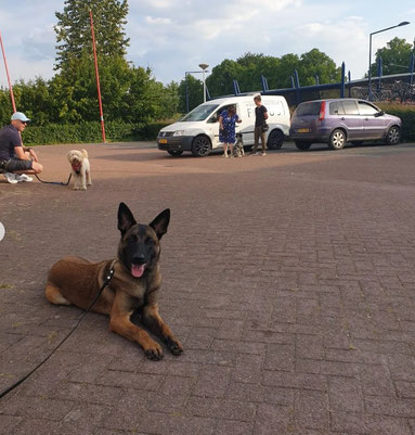 Knappe focus voor het baasje van Radjah tijdens een les op locatie bij Gehoorzaamheid 2, een jonge puber herder.