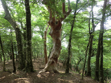 ヒメシャラ　大野純子撮影