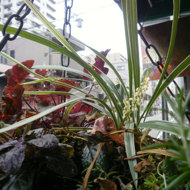 初冬に花がきれいな樹木