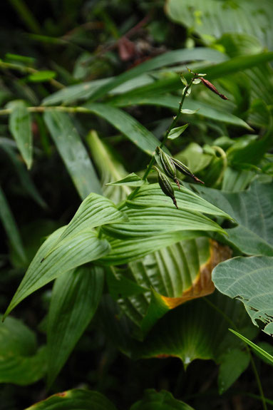 カキラン (柿蘭)　ラン科 カキラン属