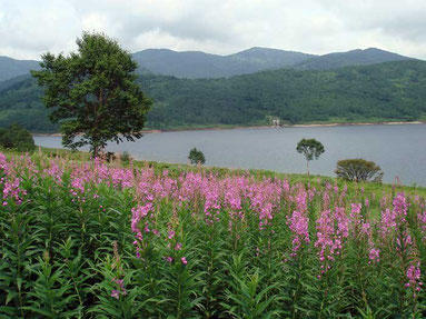 ヤナギラン (柳蘭蘭)　　野反湖の湖畔を彩る代表花の一つ