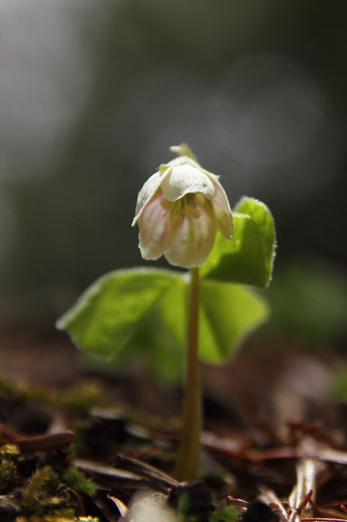 オオヤマカタバミの花を葉も一緒にうまく撮影するのは難しい！