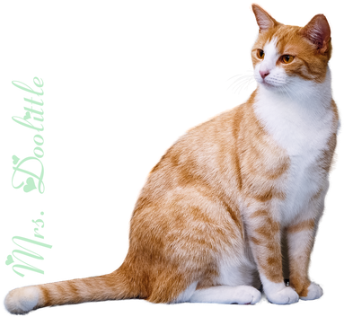 Mrs. Doolittle, Tierbetreuung Wedemark, Katzenbetreuung Wedemark, Cat-Sitting Wedemark, Catsitting Wedemark, Reiki für Tiere, Quantenheilung für Tiere