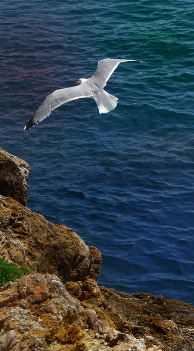 Tierkommunikation Albatross - Du kannst auch ein Bote sein