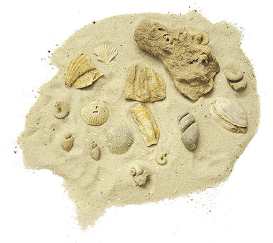 Sand mit Muscheln