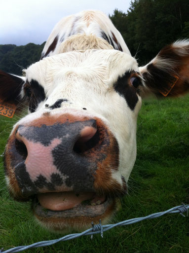 La vache normande se reconnaît à ses taches marron foncé sur blanc, notamment autour des yeux.