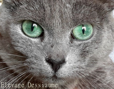 Chatterie Dessiaume Des Bois De Ciaum Bleu Russe Site De Bleu Russe Chatterie Dessiaume Des Bois De Ciaum Bleu Russe Site De Bleu Russe