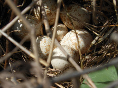 Foto. Pixabay Rebhuhn Nest