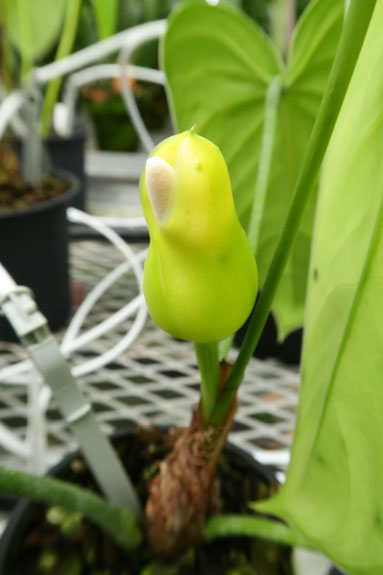 珍しいサトイモ科の花 株 東京オーキット ナーセリー