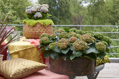 Hortensias Magical Four Seasons sur le blog Archi'Tendances d'Amsterdam Communication