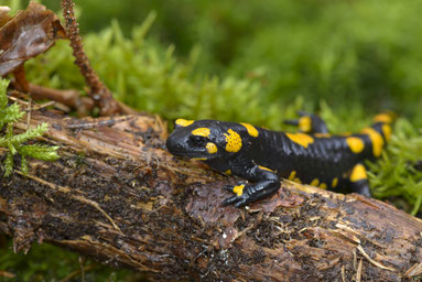 Feuersalamander (Foto: Christoph Bosch, LBV-Archiv)