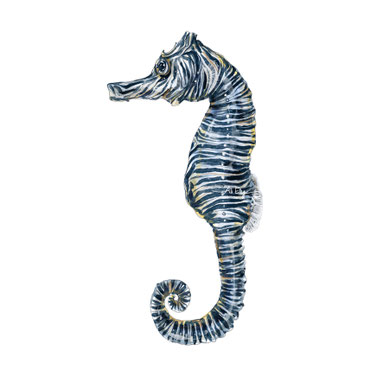 seahorse scientific illustration art watercolour design