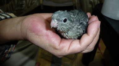 手乗りオリーブサザナミインコのヒナが仲間入りしました