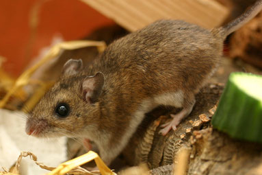 Peromyscus maniculatus