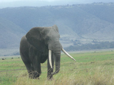 Löwe in der Serengeti