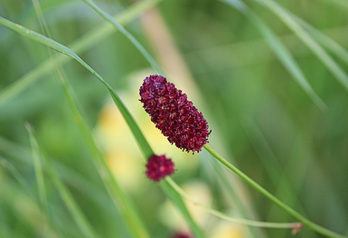 Foto: Wiesenknopf ein Rosengewächs, Pixabay