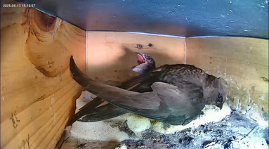 Bettelnder Jungvogel in Kasten 1