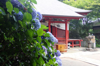 高尾山の山中ではまだ紫陽花が見ごろでした.さすがにGWほどの混み具合ではなく,程良い人の出でした.