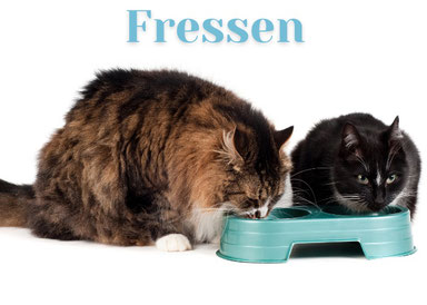 Hochwertiges Katzenfutter