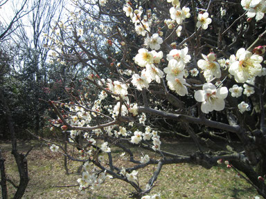 梅の花