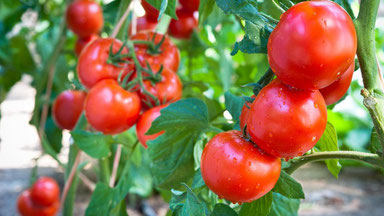 Vierländer  Tomaten 
