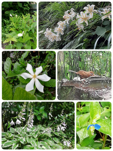 鎌倉花便り6月③