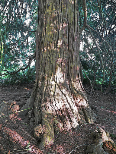 Riesenlebensbaum im Lindenhofpark bei Schachen