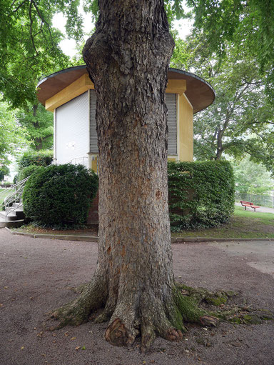 Baumhasel in den Rheinalleen in Boppard