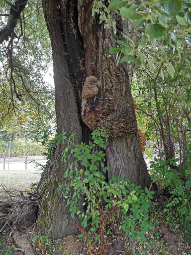 Silberpappel bei Bad Boll