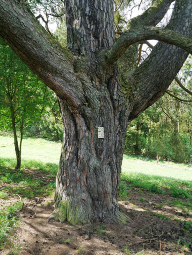 Waldkiefer bei Kubach