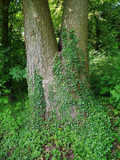 Waldkiefer im Bergpark Wilhelmshöhe bei Kassel