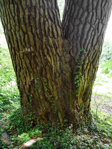 Waldkiefer im Bergpark Wilhelmshöhe bei Kassel