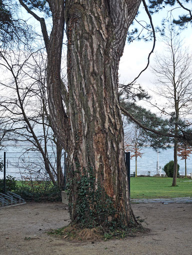 Schwarzkiefer im Lindenhofpark bei Schachen