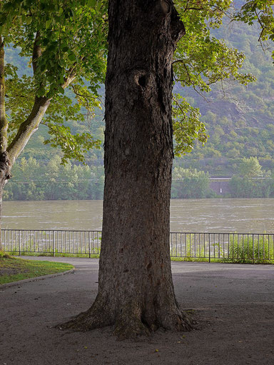 Baumhasel in den Rheinalleen in Boppard